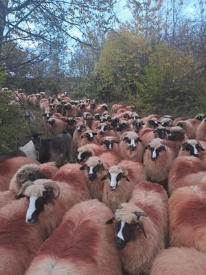 Oi de vânzare, se vând toate, nu pe ales - imagine 5
