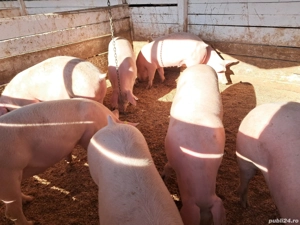 Porci de vanzare - imagine 3