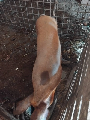 Purcea disponibila - imagine 2