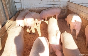 Porci de vanzare