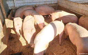 Porci de vanzare - imagine 2