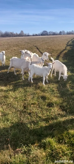 De vanzare capre Sannen - imagine 4