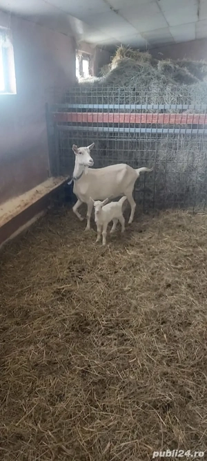 De vanzare capre Sannen - imagine 3