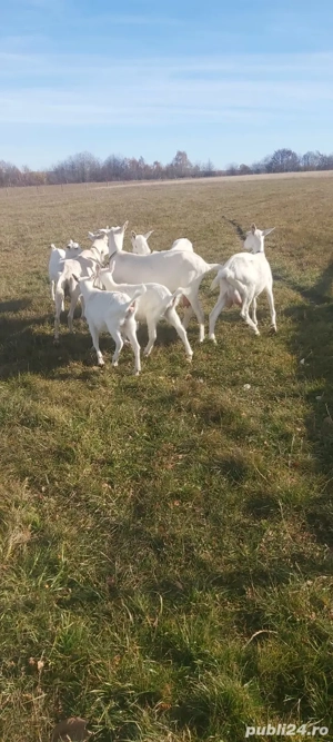 De vanzare capre Sannen - imagine 5