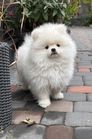  De vânzare: pui de Pomeranian 