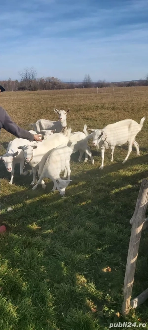 De vanzare capre Sannen - imagine 2