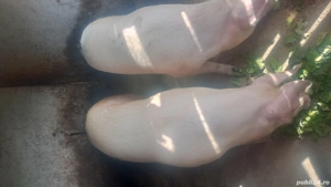 vând porci  - imagine 4