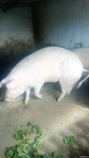 vând porci 