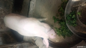 vând porci  - imagine 2