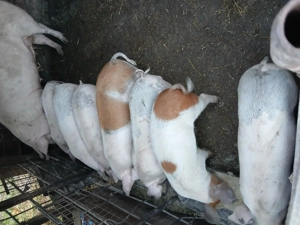 Vând purcei din monta !