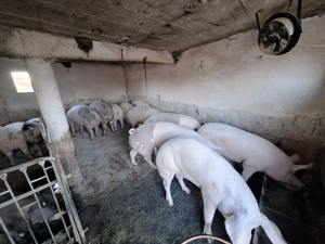 Porci de carne de vanzare 