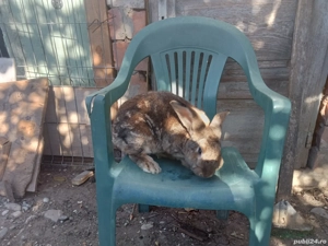  schimb cu purcei trei femele mature una este tatuată 