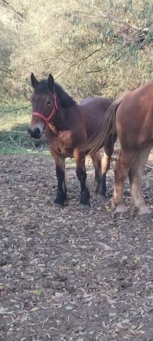 Mânza și 3 Manzi de vânzare 