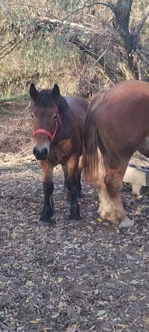 Mânza și 3 Manzi de vânzare  - imagine 3