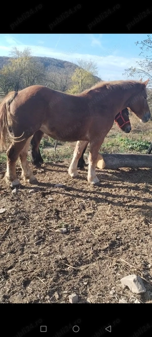 Mânza și 3 Manzi de vânzare  - imagine 2