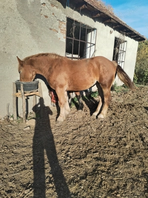 Mânza și 3 Manzi de vânzare  - imagine 4