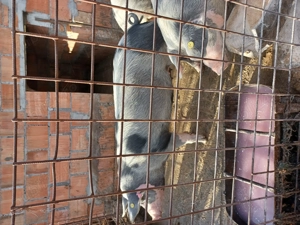 Vând porc pt sacrificare