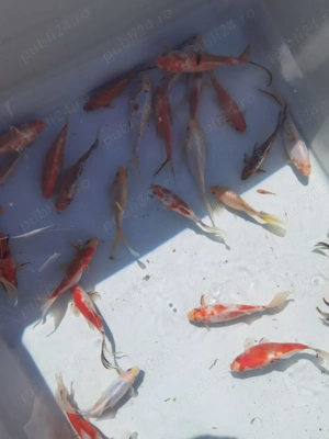 Vand pesti ! Crap koi si caras auriu