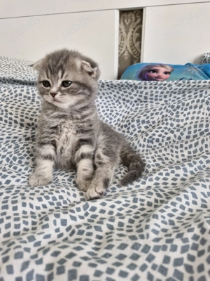 Scottish fold pui - imagine 3