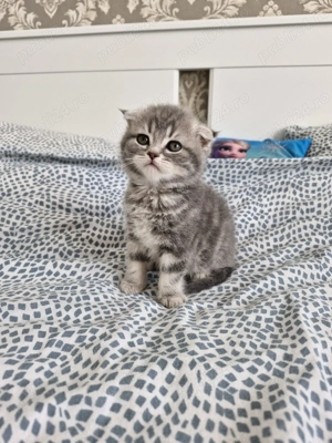 Scottish fold pui - imagine 2