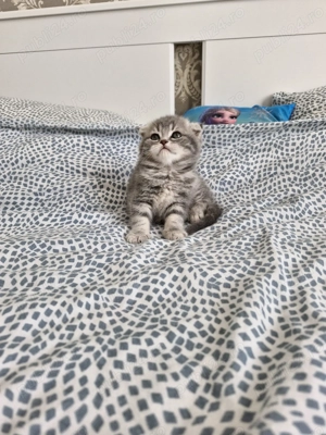 Scottish fold pui