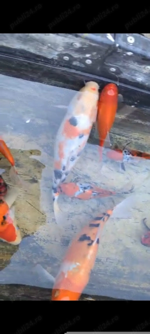 Vand pesti ! Crap koi si caras auriu - imagine 2