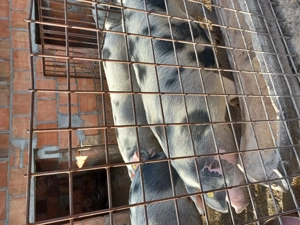 Vând porc pt sacrificare - imagine 2