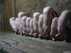 vind purcei intarcati 7 saptamini - imagine 2