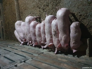 vind purcei intarcati 7 saptamini - imagine 4