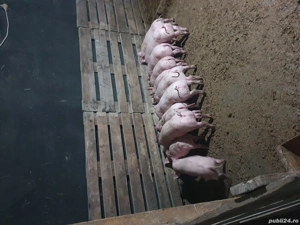 vind purcei intarcati 7 saptamini - imagine 3