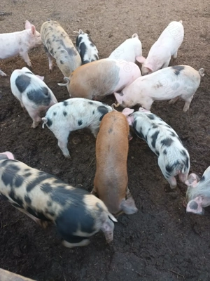 Vând purcei de 8-10 săptămâni 