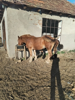 Mânza și 3 Manzi de vânzare  - imagine 5