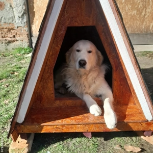 cușcă câine  - imagine 2