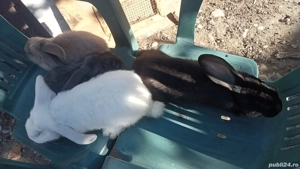 șase iepuri patru berbec și doi uriaș 