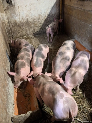 Purcei Pietrain  - imagine 3