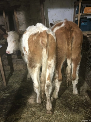 vand vitele din vaci bune de lapte mai multe la telefon  