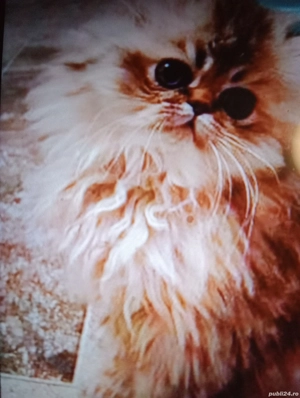 Vind motănel Persan original 