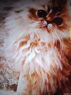 Vind puii de pisica Persana 