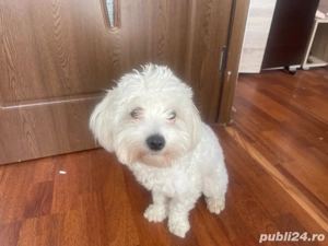 Bichon malteze  de vanzare 