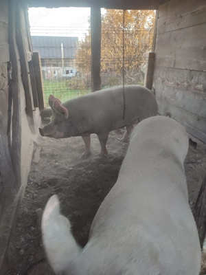 Vând porci - imagine 2