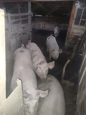 Vând porci pt sacrificat 