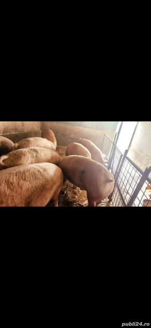 Porci mari 250-400 - imagine 3