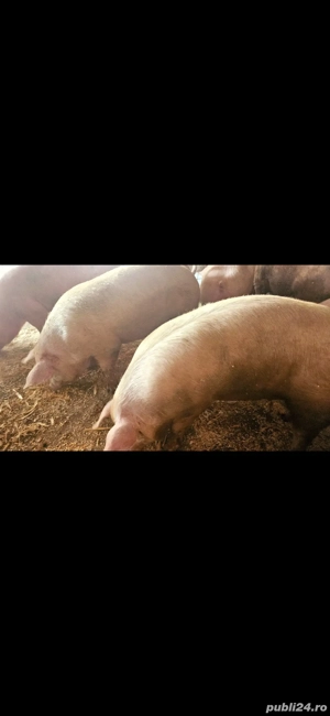 Porci mari 250-400 - imagine 2