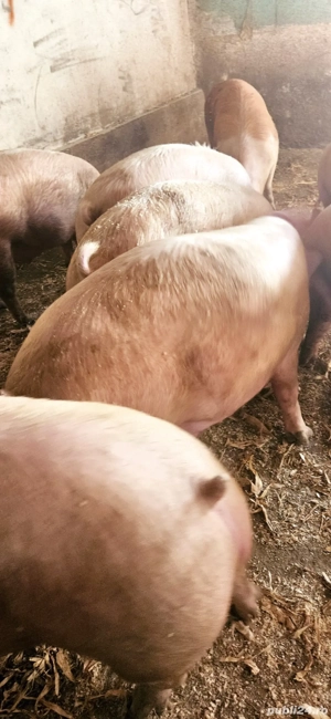 Porci mari 250-400 - imagine 4