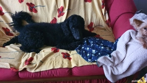 Pudel standard(imperial)