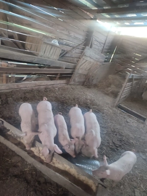 Vând purcei de 8 saptamani