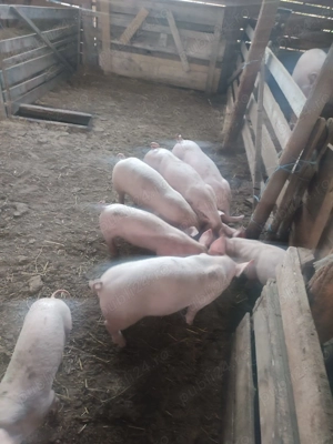 Vând purcei de 8 saptamani - imagine 2