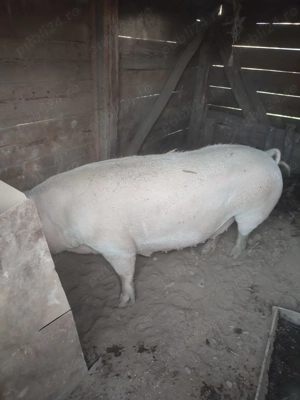 Vând scroafa pt sacrificat