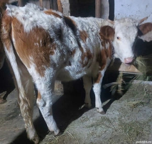 vand vitele din vaci bune de lapte mai multe la telefon  