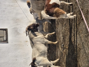 De vanzare țap Boer,  - imagine 3